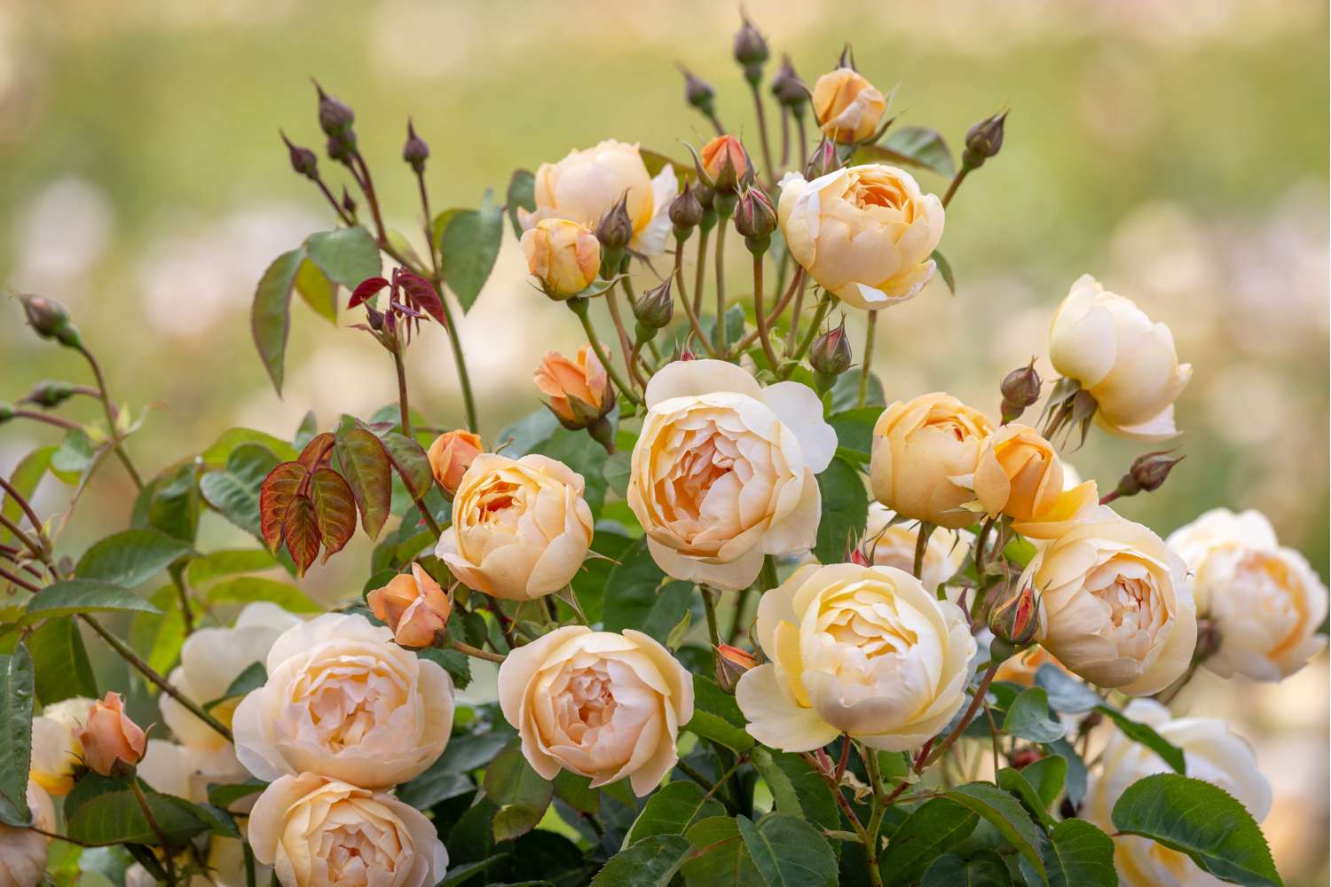 Ruusu ‘Dannahue’